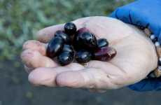 Tonda, carnosa, immancabile sulla focaccia: alla scoperta dell'oliva dolce di Bitetto